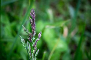 Closeup of a blade of grass in a meadow. Sunny summer day photo