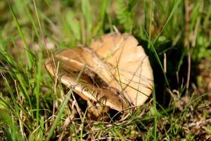 mushroom in the grass photo