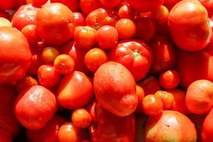 fresh red tomatoes with drops of water after washing photo