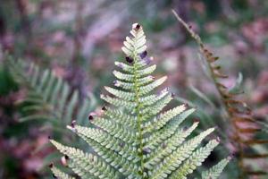 Leaf of fern. Autumn in forest photo