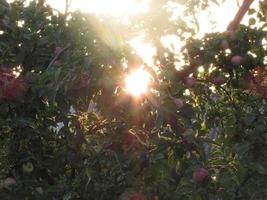 Red apples on tree photo