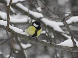 tit. yellow bird sitting on a branch in winter photo