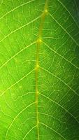 Green leaf macro photo. Green leaf background. Green leaf texture photo