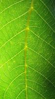 Green leaf macro photo. Green leaf background. Green leaf texture photo