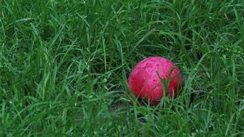 Red apple on a grass. Background with red apple. Apple and place for text photo