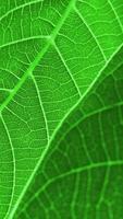 Green leaf macro photo. Green leaf background. Green leaf texture