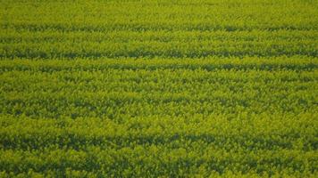 rapeseed flowering. field of yellow rape. rapeseed cultivation. field of yellow flowers. background with yellow flowers. yellow background photo