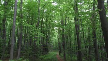 camino oscuro en el bosque. paisaje verde fondo del bosque foto