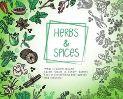 Herb and spice package design template, drawn element in style. Herbs mint, thyme, spinach, rosemary, basil, etc. Logo in a trendy linear style.