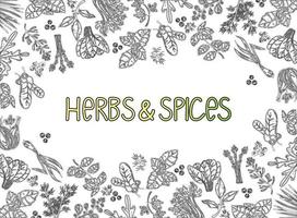 Packaging Layout. Herbs and spices, hand-drawn vector illustrations. Hand-drawn food sketch. Silhouettes of aromatic plants. Postcard design. Sketch style.