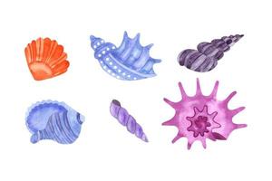 set of watercolor shells isolated on white background. Ocean objects collection vector