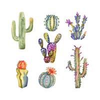 Watercolor cacti collection. Hand drawn cactus and succulents isolated on white vector