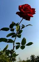 flor rosa roja en el jardín de rosas. vista lateral. enfoque suave. foto de alta calidad