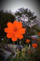 naranja, flor cosmos de azufre foto