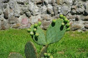 fondo natural con planta de pera espinosa verde foto