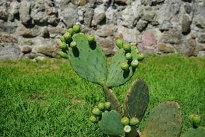 Natural background with green prickly pear plant photo