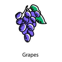 fruta orgánica, icono de garabato de uvas vector