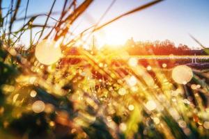 Grass. Fresh green spring  with dew drops closeup. Sun. Sof photo