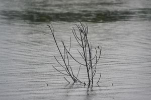 Tree branches over a quiet pond photo