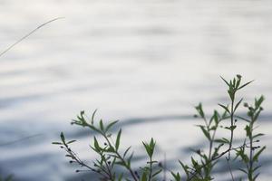 Tree branches over a quiet pond photo