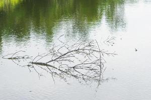 Tree branches over a quiet pond photo