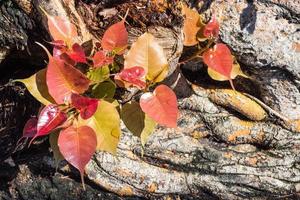 Young leaves of the beautiful and colorful Bodhi tree when exposed to the morning sunlight, Bodhi tree is a symbol that related to many Asian believes photo