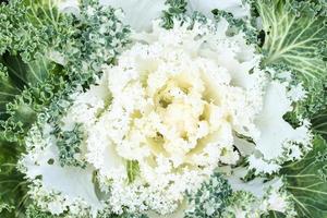 White ornamental cabbage is a great garden decoration.