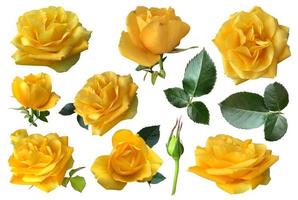 rosas amarillas aisladas con hojas delicadas ramas de flores en el fondo blanco, objeto recortado para decoración, diseño, invitaciones, tarjetas, enfoque suave y camino de recorte