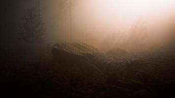 rayos de sol en lo profundo del bosque en primavera video