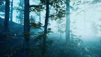 névoa da manhã na floresta profunda video