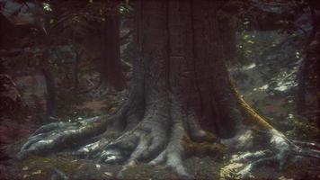 Old trees with lichen and moss in green forest video