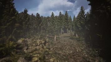 spruce forest at summer day video