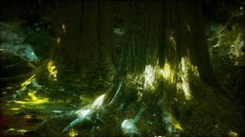 beautiful green moss on the floor and trees video