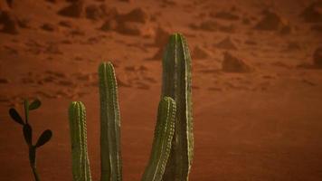 atardecer en el desierto de arizona con cactus saguaro gigante video