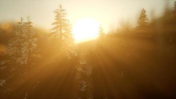 forêt de pins au lever du soleil avec des rayons de soleil chauds video