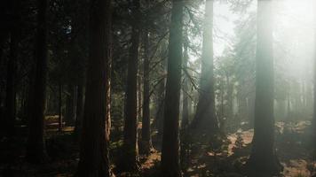 gigantische sequoia-bomen in de zomer in sequoia nationaal park, californië video