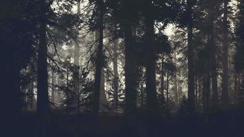 tronco de árbol negro en un bosque de pino oscuro