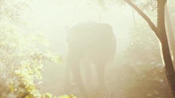 big elephant looking from a green jungle to the camera