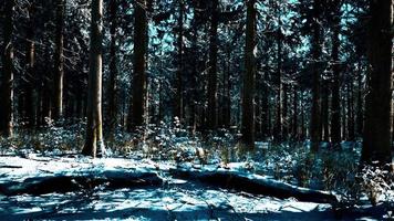 bosque de coníferas cubierto de nieve en un día soleado video