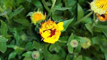 Calendula officinalis, the pot marigold, common marigold, flower plant in spring photo