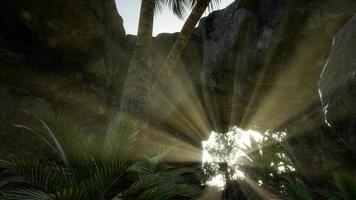 Big Palms in Stone Cave with Rays of Sunlight video