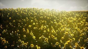 hermosos girasoles y nubes en una puesta de sol de Texas video