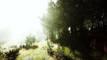 sun is shining through the trees in a young forest timelapse video