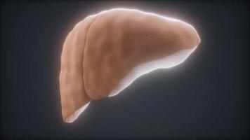 loop 3d rendered medically accurate animation of the human liver video