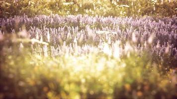 fiori di campo selvatici al tramonto estivo video