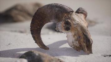 cráneo con cuernos de carnero en la playa