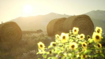 balles de foin au coucher du soleil video