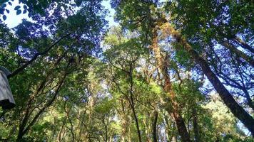 Waldbäume. Natur grünes Holz Sonnenlicht und Himmel video
