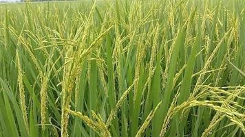 Reisblumen in den Reisfeldern