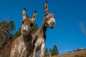 burros pastando en libertad foto